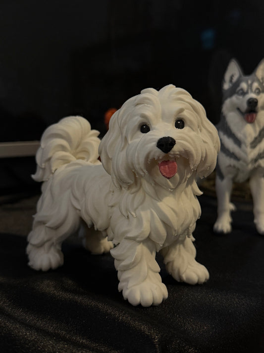 Shih-Tzu