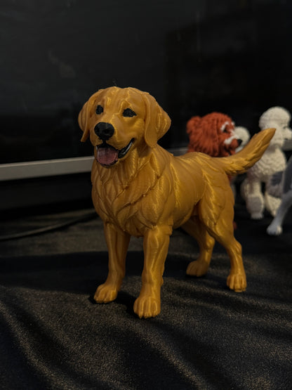 Golden Retriever
