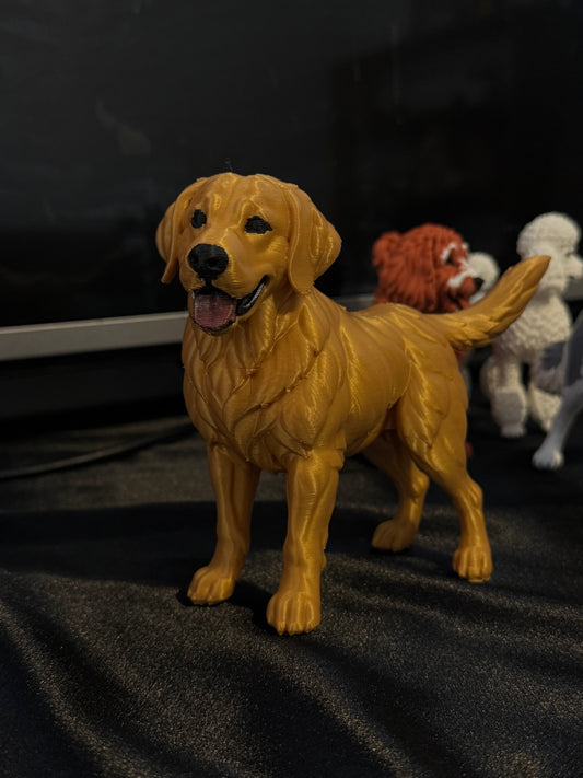 Golden Retriever